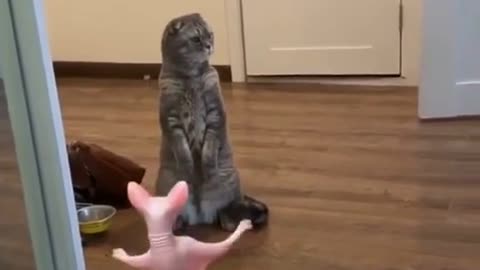 Funny cats ft. Dancing