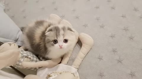 Beautiful cute cat attention 💘😍