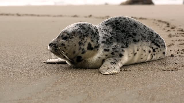 The animal look around the sea