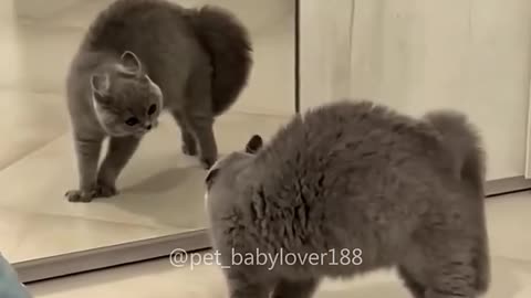 Scary Cat!
