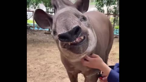 Funny animals video compilation - Funny tapir