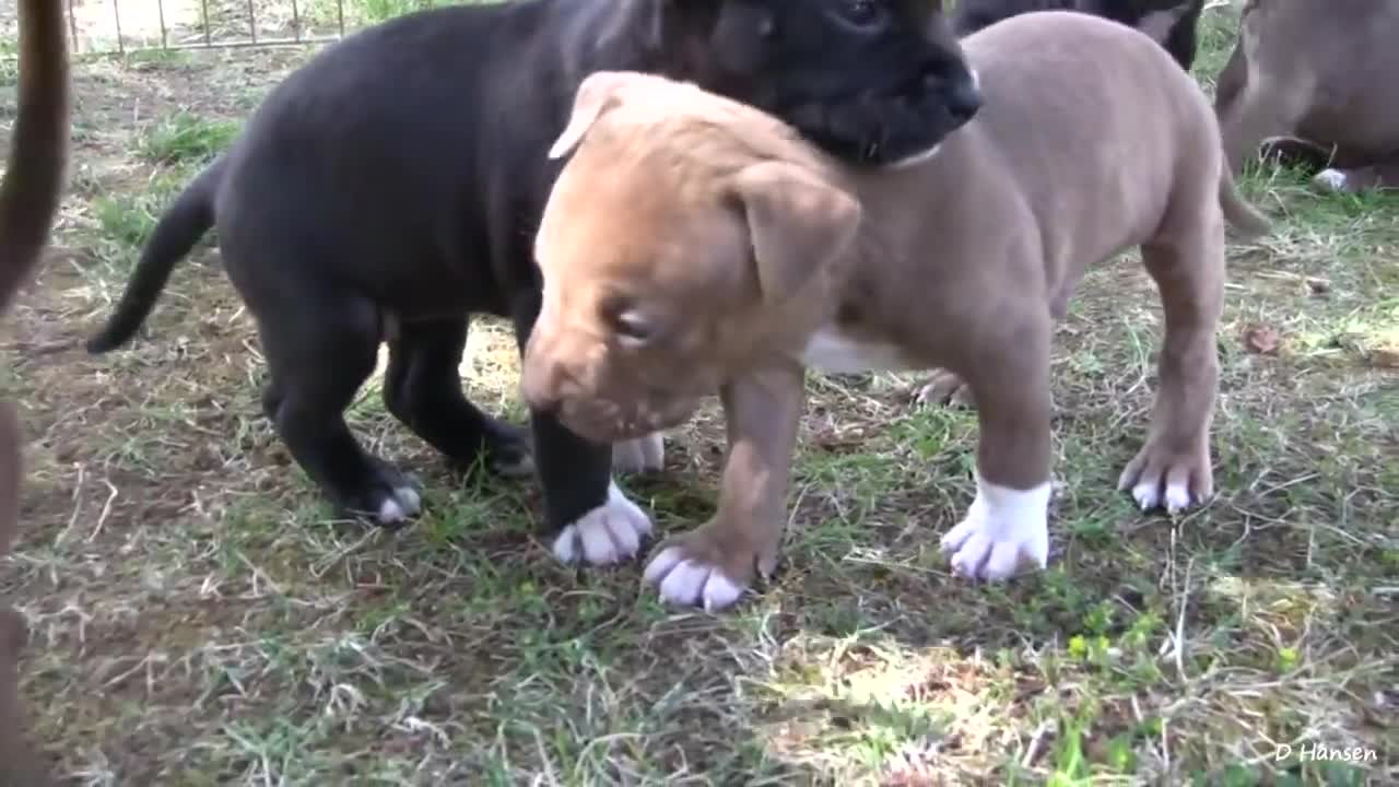 Pit bull growls and snaps at puppies☹