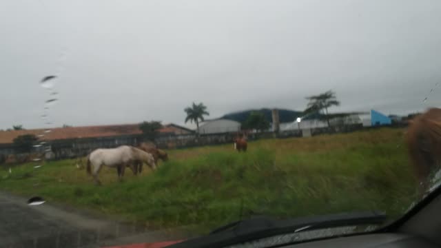 Cavalos na porta de casa