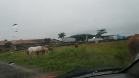 Cavalos na porta de casa