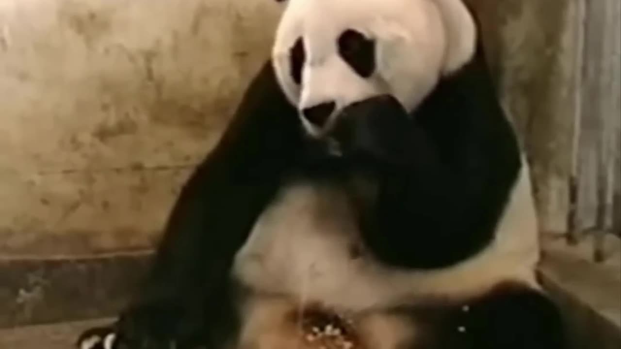 Panda gets scared by his baby