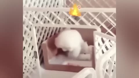 Very funny video