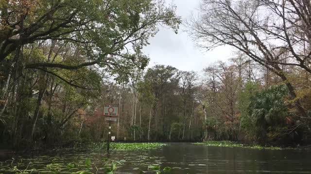 Rhesus Monkeys Leap from Trees into River