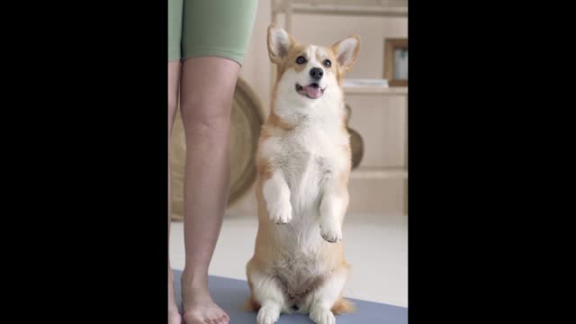 Cute Dog Trying Yoga With His Owner