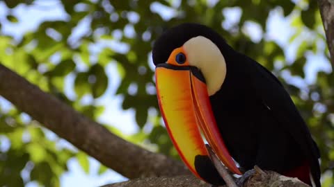 Toucan