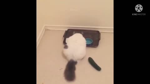 Watch the cat is afraid of cucumber, funny thing