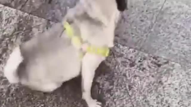 funniest cat