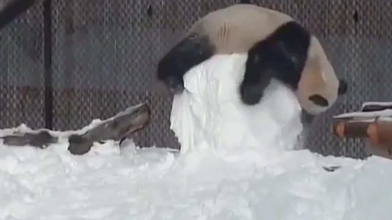 Funniest Panda Playing