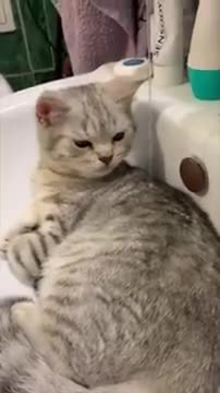 Cat Sitting in Bathroom Sink as Water Drips on It Making It Move