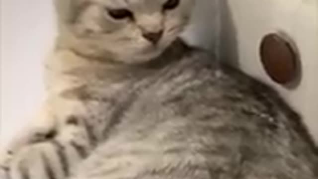 Cat Sitting in Bathroom Sink as Water Drips on It Making It Move