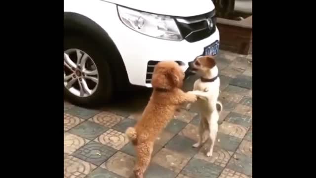 Fighting or dancing 😅 Dog funny videos ( pets and animals)