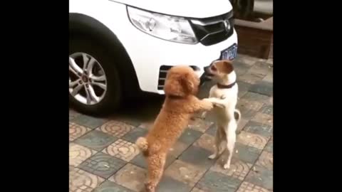 Fighting or dancing 😅 Dog funny videos ( pets and animals)