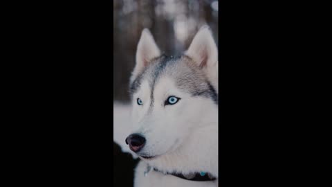 Beautiful husky