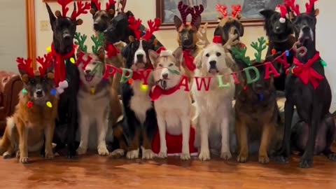 🎄 Merry Christmas dogs #dogbreeds#holidays##puppies