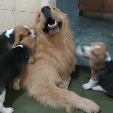 Paciente Golden Retriever entretiene a inquietos cachorros