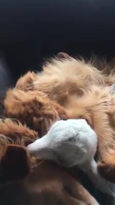 Una cabra bebé rechazada por todos encuentra en un perro a su incondicional amigo