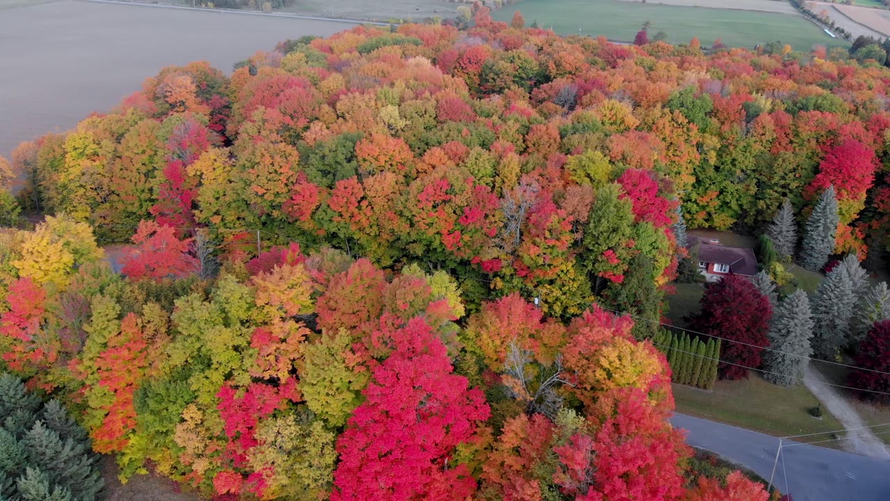 Vivid colors of Autumn as they were meant to be seen