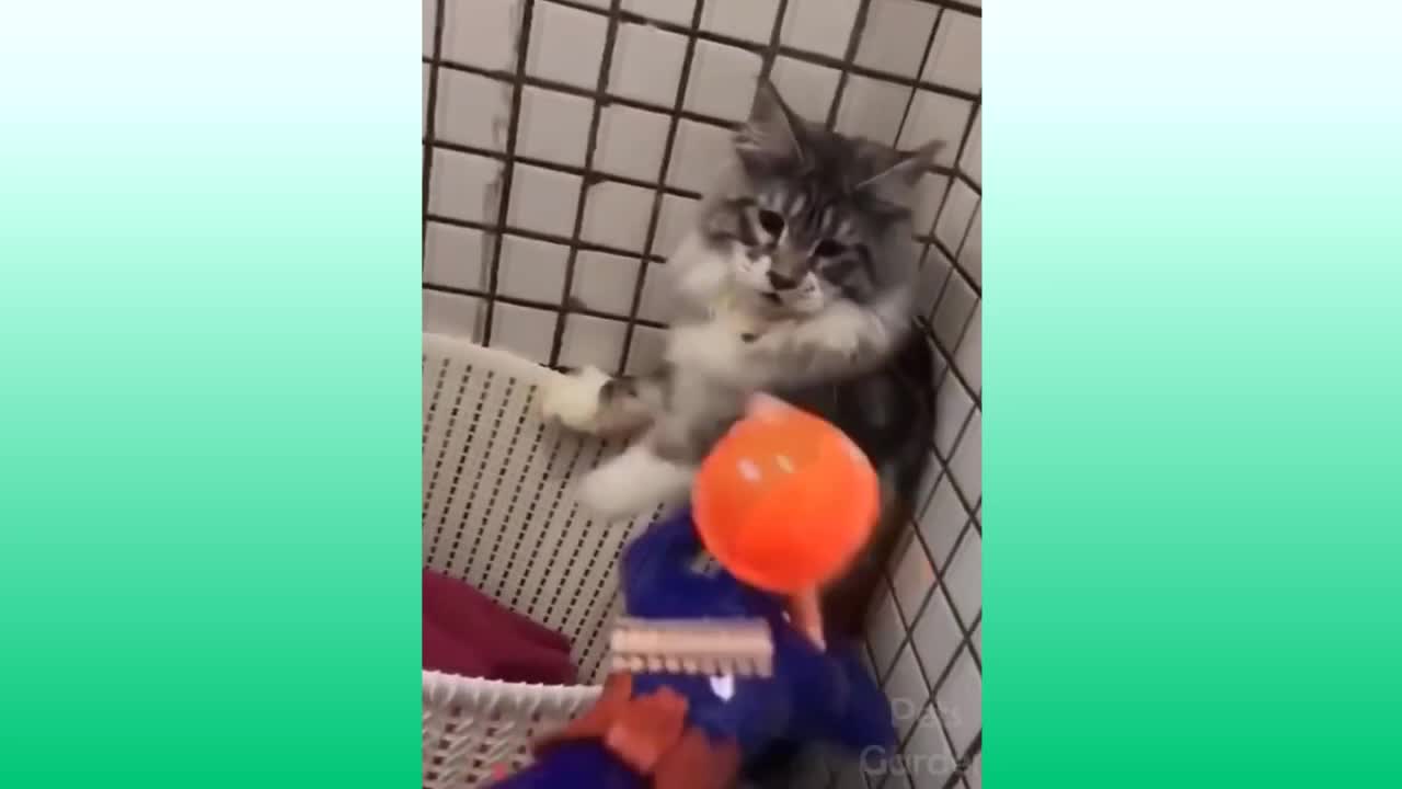 CATS REACTING TO TOYS 1#