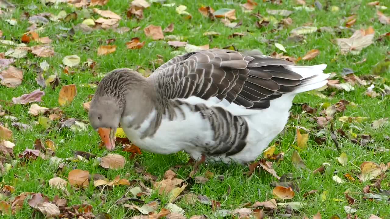 bird-tarin-of-the-alders-tree