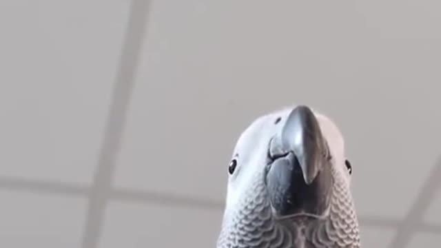 Bird making Samsung notification sounds