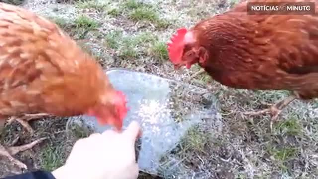 Galinhas ficam confusas com gelo em cima da comida