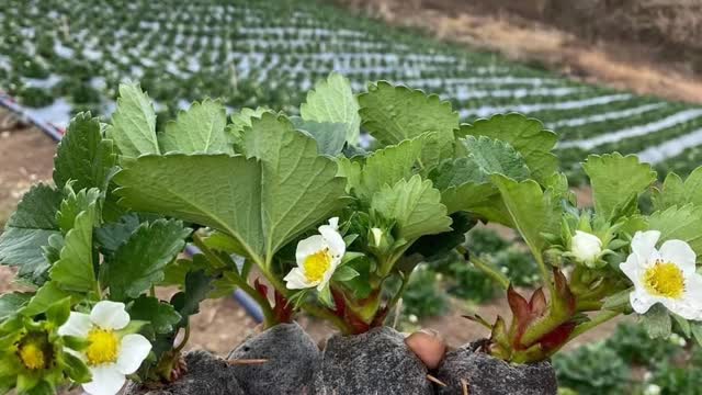 the beauty of fruits