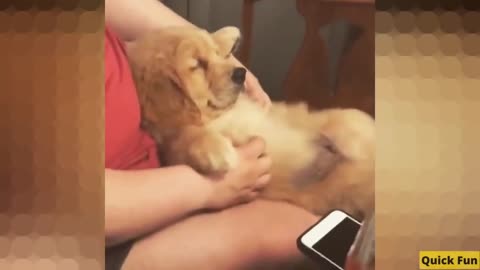 Golden Retrievers Funny Video