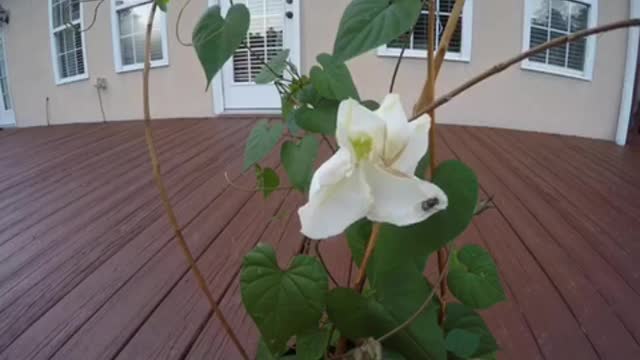 Moon Flower’s First Bloom in Moonlight | GoPro HERO4 Silver Timelapse