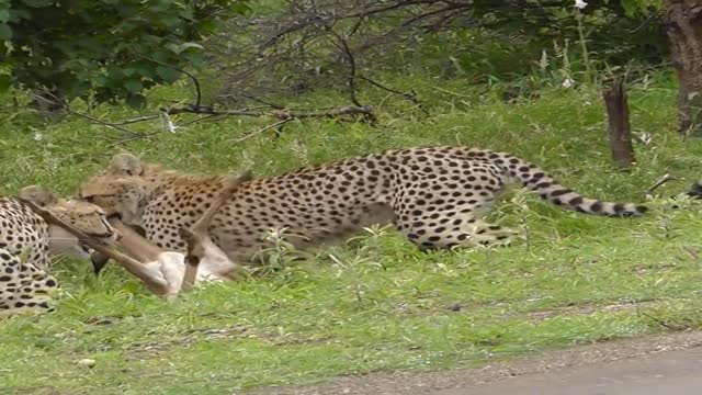 Leopard Attack On The Impala Badly