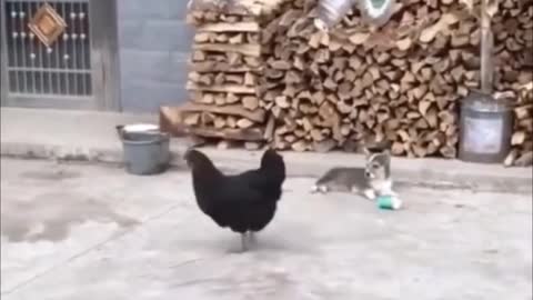 Funny animal video