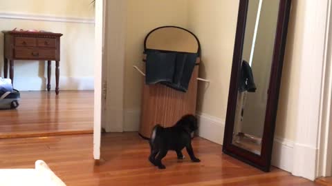 Pug puppy barking at itself in the mirror. Cute .