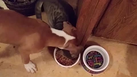 Hungry Cat Weasels Its Way Into Dog's Food Bowl