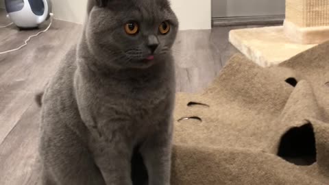 Cat Has Hilarious Reaction to Cheese Challenge