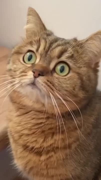 My Cat From The First Blink He Disappears 💀