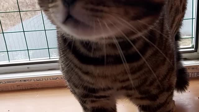 Ben the Bengal is Close to Learning How to Speak