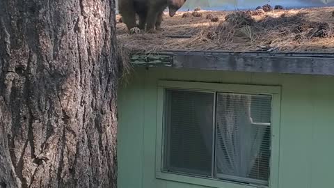 Young Bear Makes a Home Out of a Human's Roof