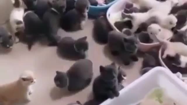 Can you count the kitties