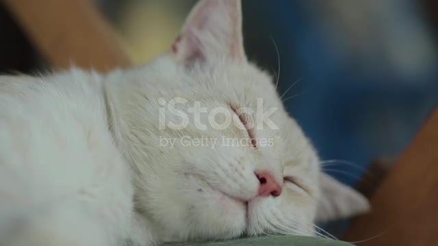 Sleep Sultan