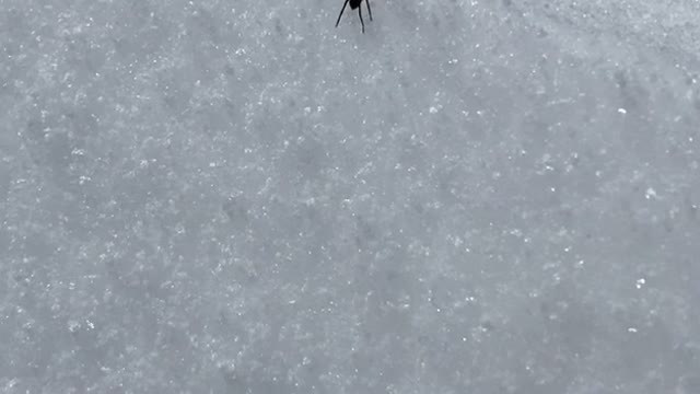 Mountain Hiker Discovers Small Spider Made the Climb