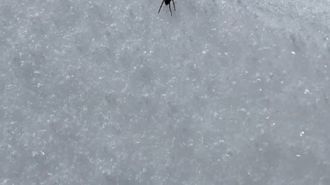 Mountain Hiker Discovers Small Spider Made the Climb