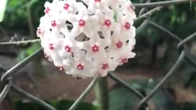 Strange flowers