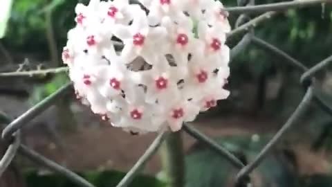 Strange flowers