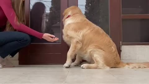 Give Paw Challenge with My Golden Retriever Puppy