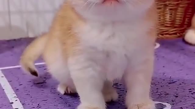 CUTE CAT