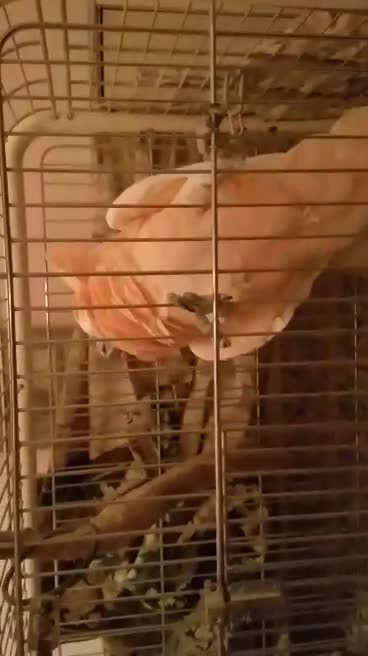 Cocoa My Mollucan Cockatoo