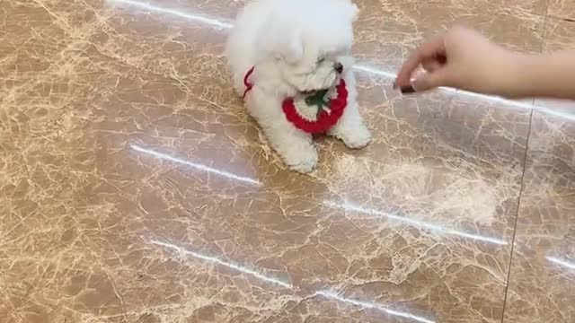 Which one do you think is more adorable than the bear
